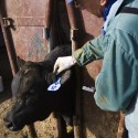 Ear Tag